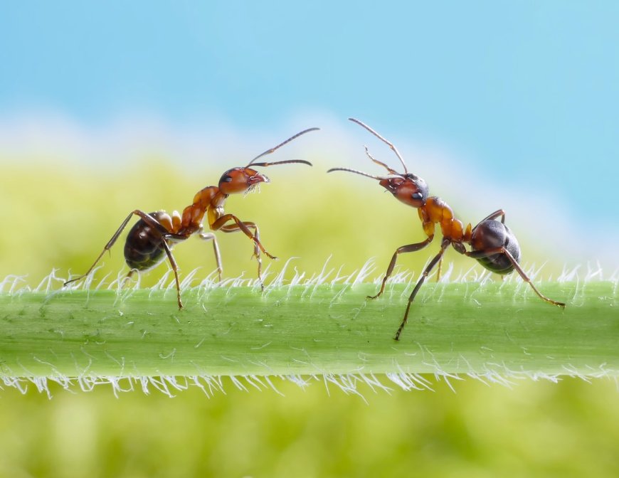 Ants Learn From Experience and Can Hold Grudges, Study Finds