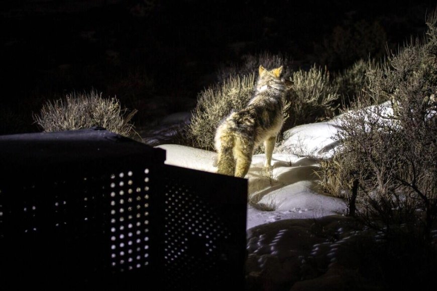 15 Gray Wolves Reintroduced to Colorado From Canada