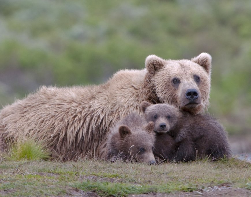 Alaska to Resume ‘Barbaric’ Aerial Shooting of Wolves and Bears