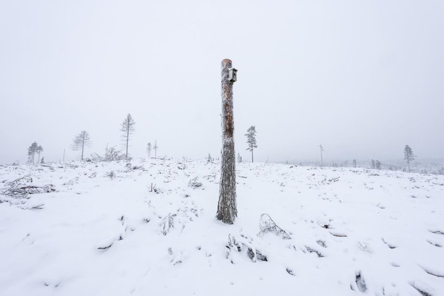 WWF: Sweden and Finland Must Do More to Protect Their Irreplaceable Ancient Forests