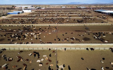 US shuts southern border to livestock imports to stop spread of deadly flies