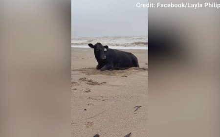 Cowabunga! Flood-swept cow washes ashore on beach, alive and mooing