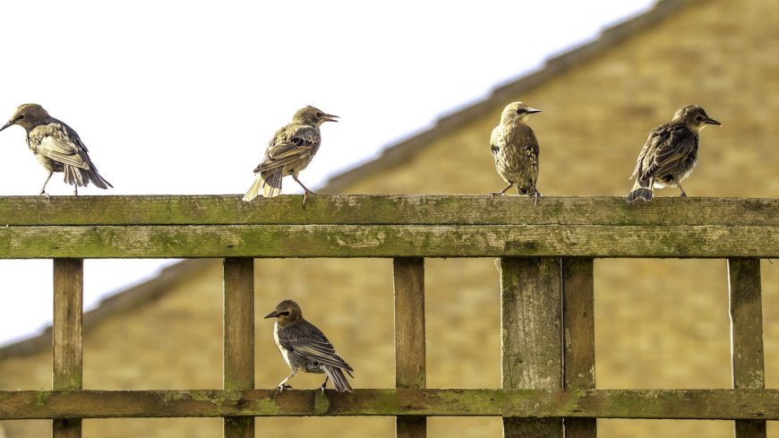 Birds Form Long-Term Bonds With Non-Relatives Resembling Friendship: Study