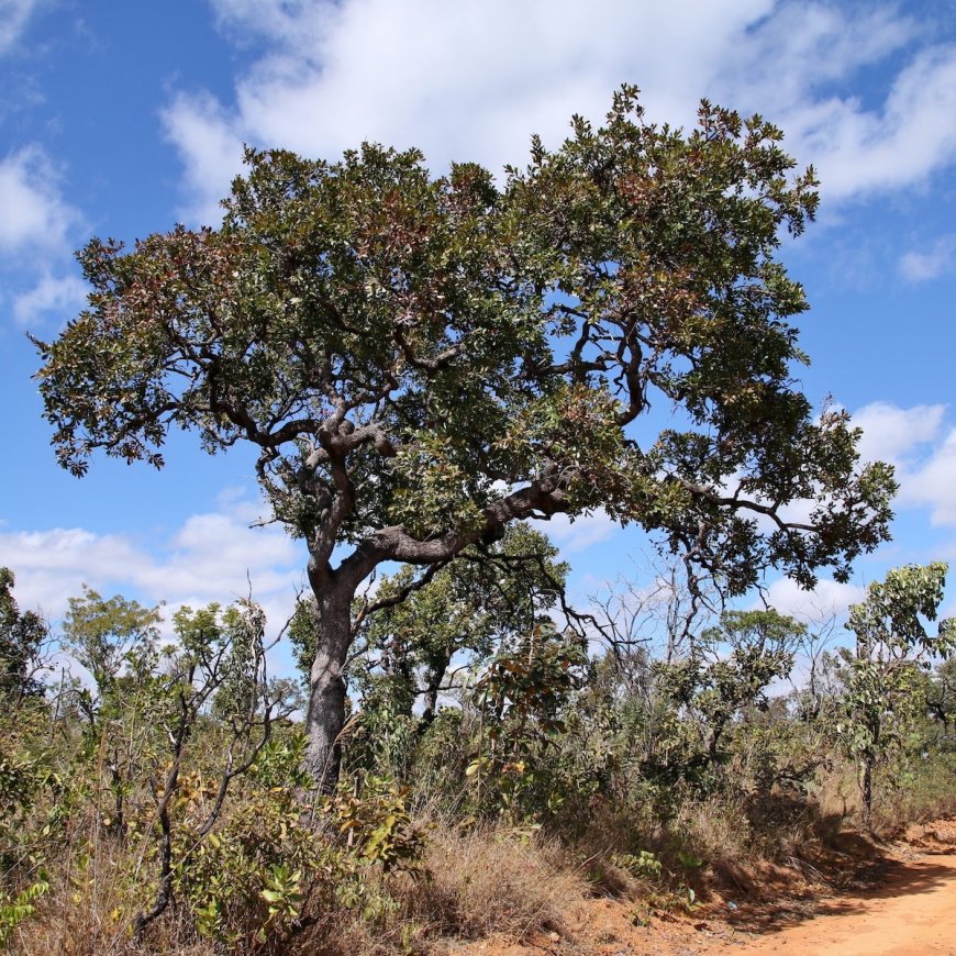 World’s Most Diverse Savanna Dominated by Just 30 Tree Species: Study