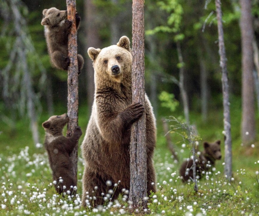 Grizzlies Could Make a Comeback in California, New Study Suggests