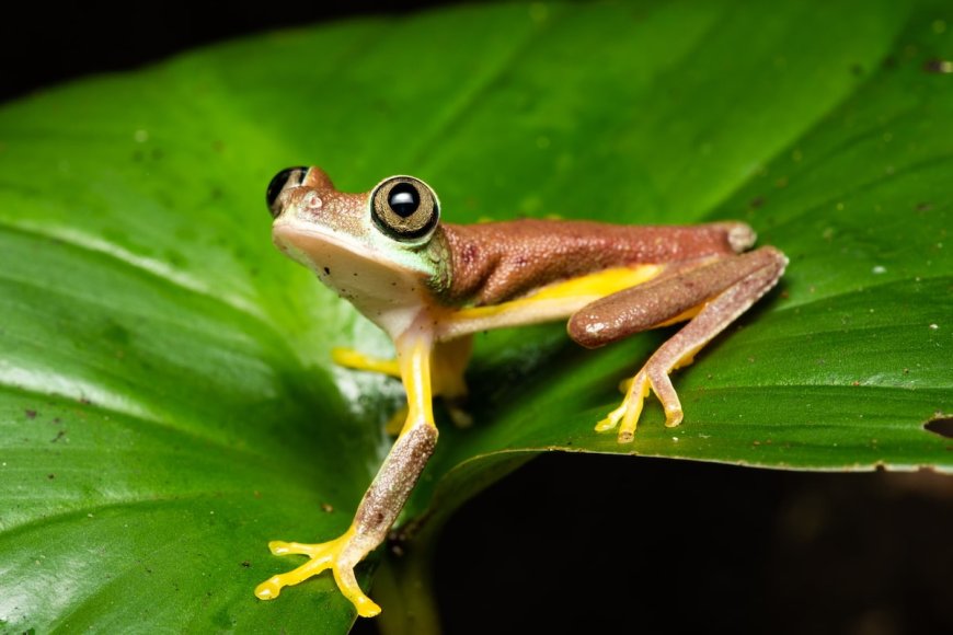 Global Warming Has Already Made Natural Habitats Unsurvivable for 2% of Amphibians: Study
