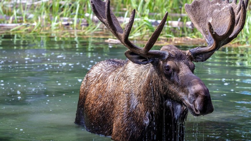 New Project Will Reintroduce Elk to UK for the First Time in 3,000 Years