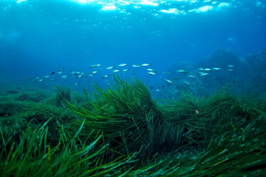 Protecting the World’s Seagrass Meadows Could Prevent Billions in Damages, New Research Suggests