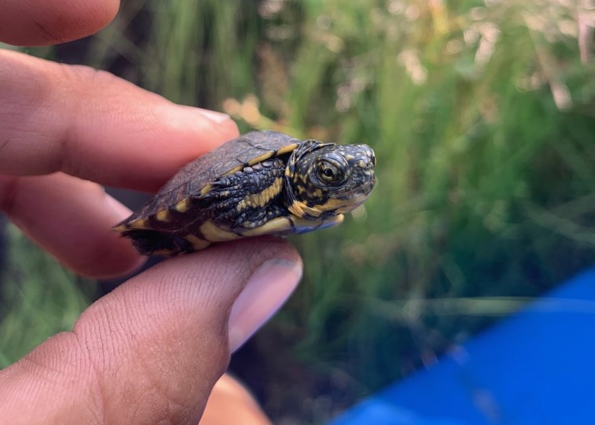 Removal of Invasive Bullfrogs Leads to Increase of Native Pond Turtles in Yosemite, Study Finds