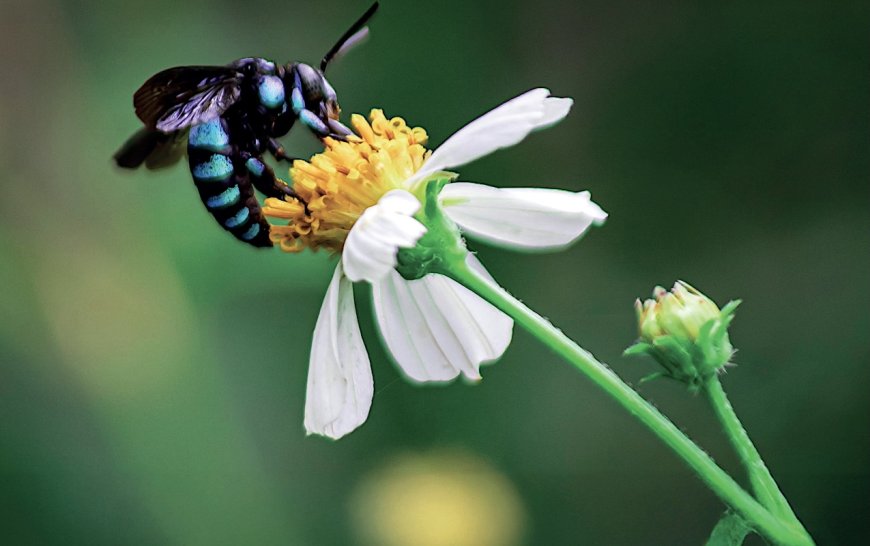 Experts Identify Emerging Threats to Bees, From Wars to Microplastics and Light Pollution