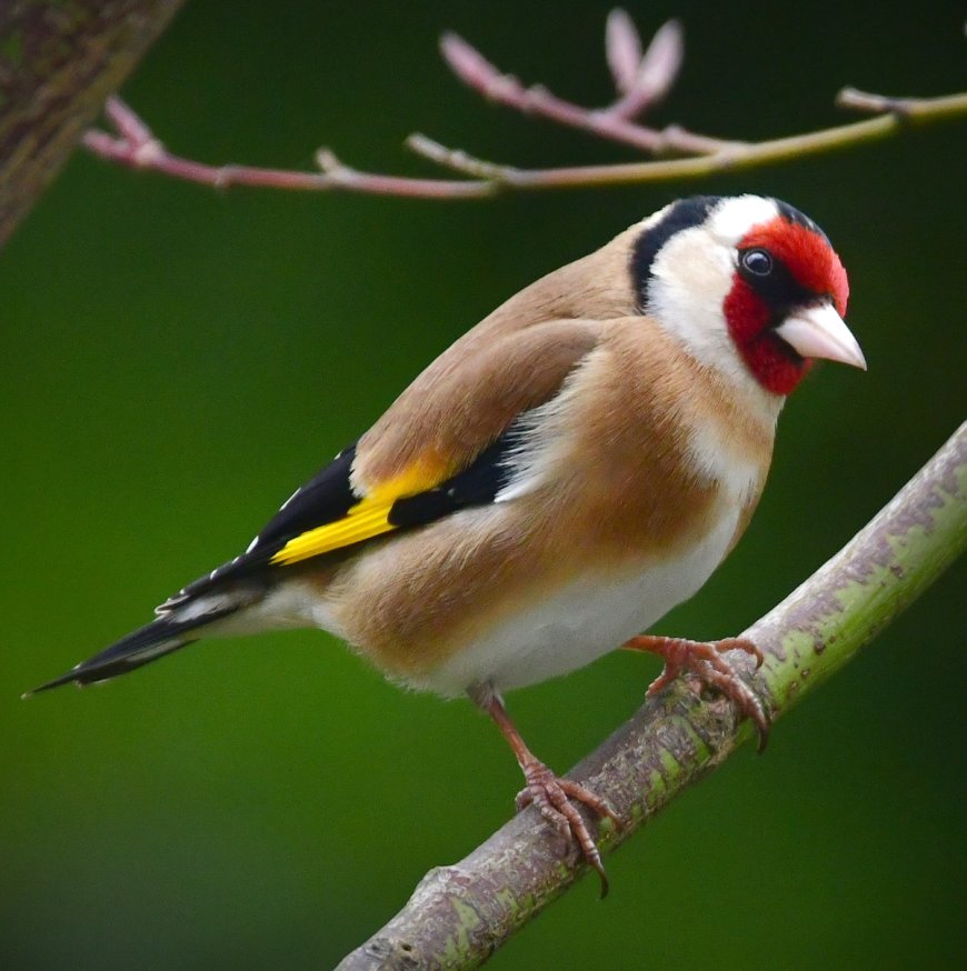 Illegal Bird Killings Continue Despite Prevention Pledges: Report