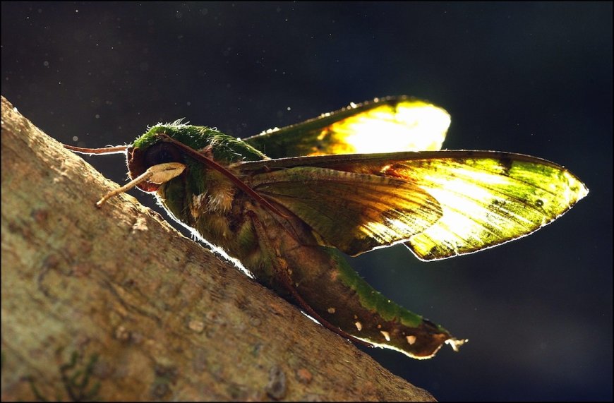 Pollination ‘Magic’ Happens at Night Too, First-of-Its-Kind Study Finds