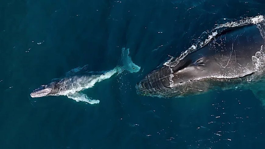 Humpback Whales Give Birth During Epic Migrations and Continue Traveling: Study