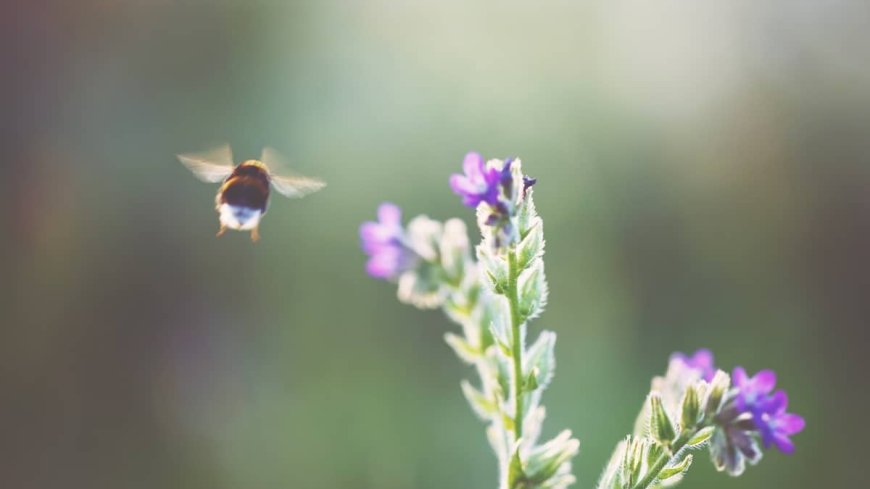 Plants Produce More Nectar in Response to the Sound of Buzzing Bees: Study
