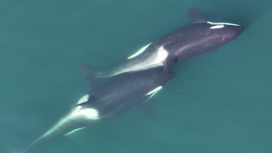 Southern Resident Orcas Observed Grooming Each Other With Seaweed in First Documented Tool-Making by a Marine Mammal