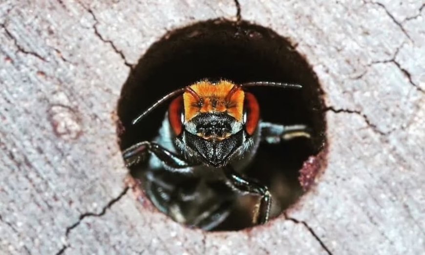 Bee Hotels Can Help Native Pollinators Recover in the Wake of Climate-Fueled Wildfires: Study