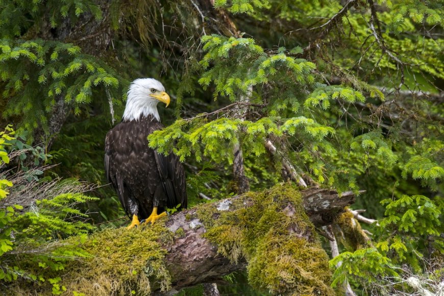 ‘The Trump Administration’s Disdain for Nature Knows No Bounds’: USDA Proposes Axing ‘Roadless Rule’ Protections for 58.5 Million Acres of National Forest Lands