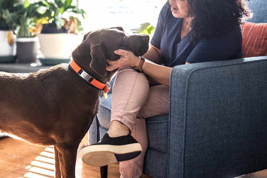 She Took in Her Dying Aunt’s Dog and Ended Up With an Inheritance. Now Her Brother Is Calling Her a 'Mooch'